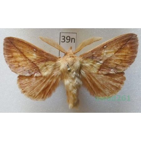 Euthrix potatoria (Linnaeus, 1758) male Czech39n